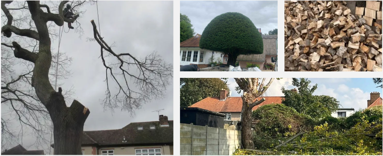 Kings Cut tree surgery gallery Essex