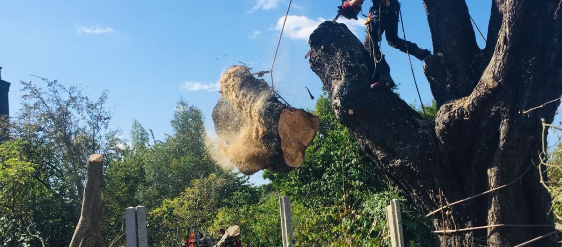 Tree surgeons in Dagenham Essex