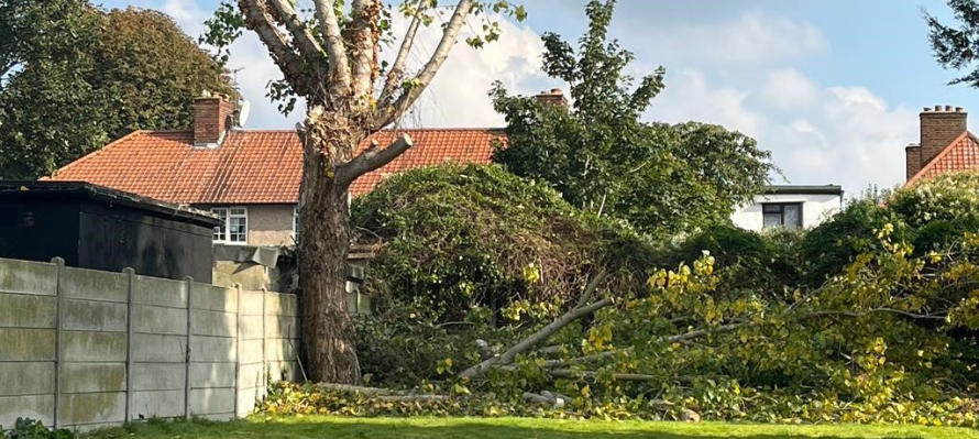 Pollarding and Re-pollarding block image