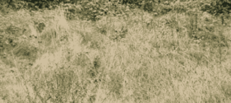 Professional Site Clearance & Area Poisoning block image