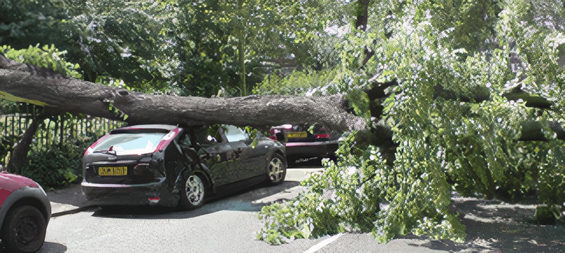 Emergency Tree Surgeons & Tree Removal Dagenham block image