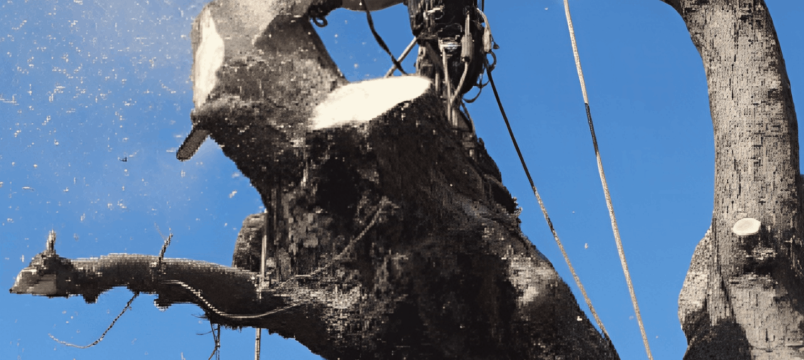 Tree Felling Services block image