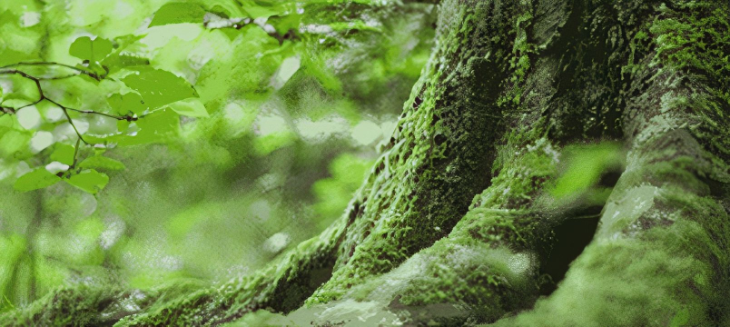 Professional Tree Reports & Surveys block image